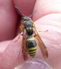 Ancistrocerus nigricornis